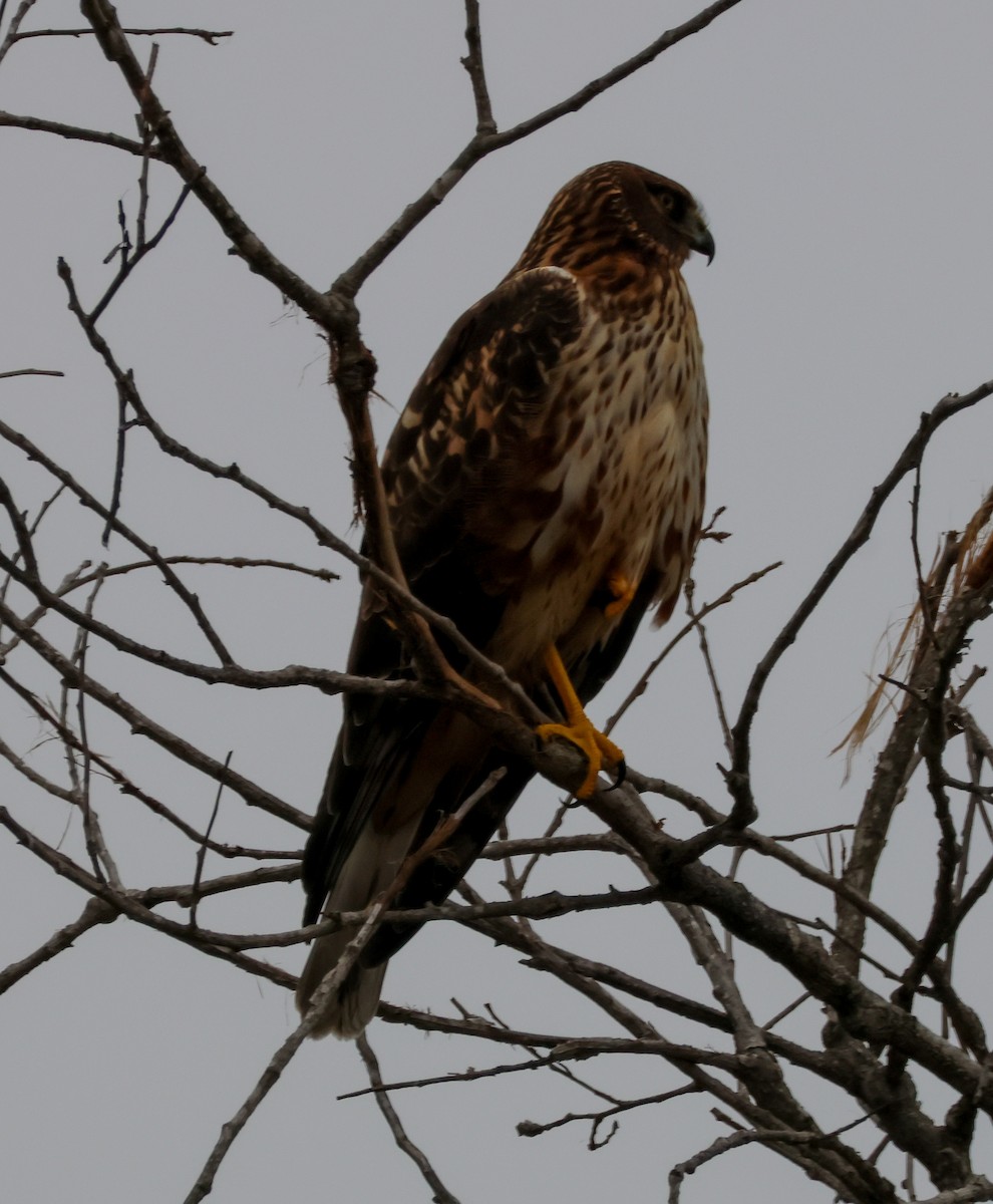 Northern Harrier - ML647164585
