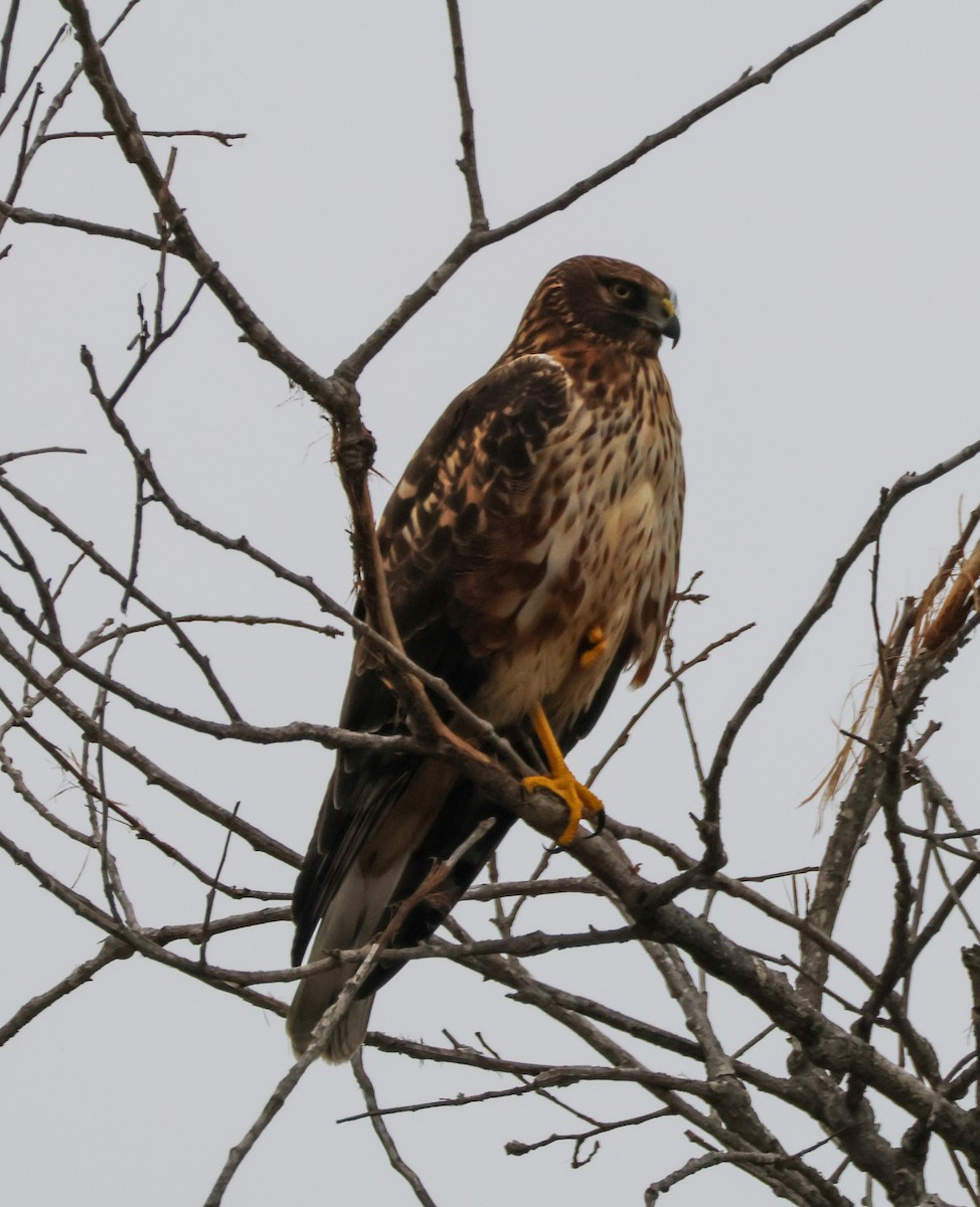 Northern Harrier - ML647164586