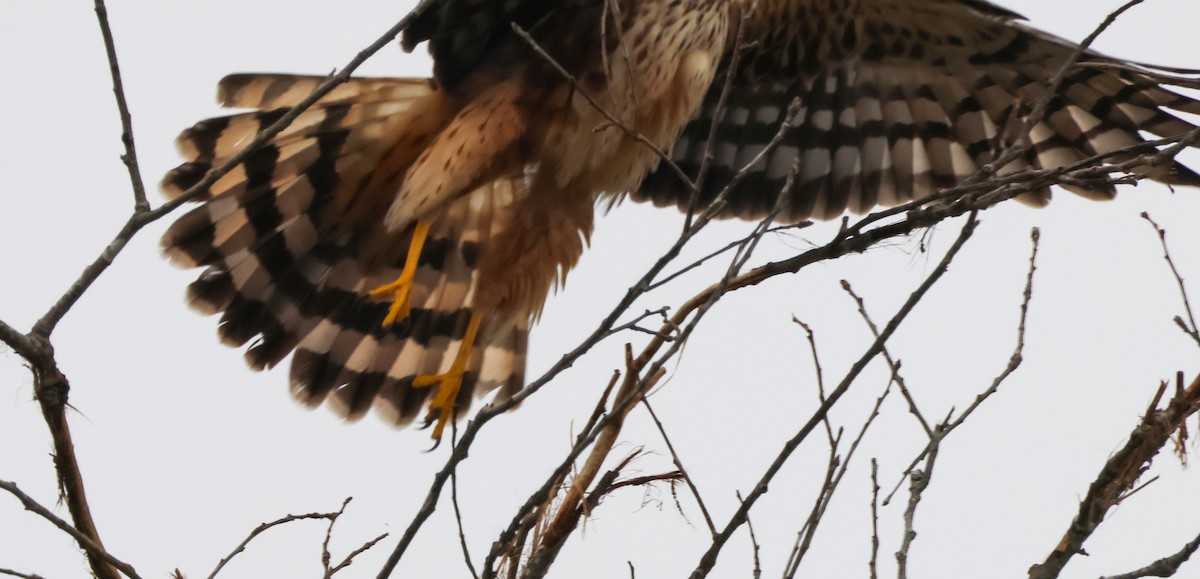 Northern Harrier - ML647164589