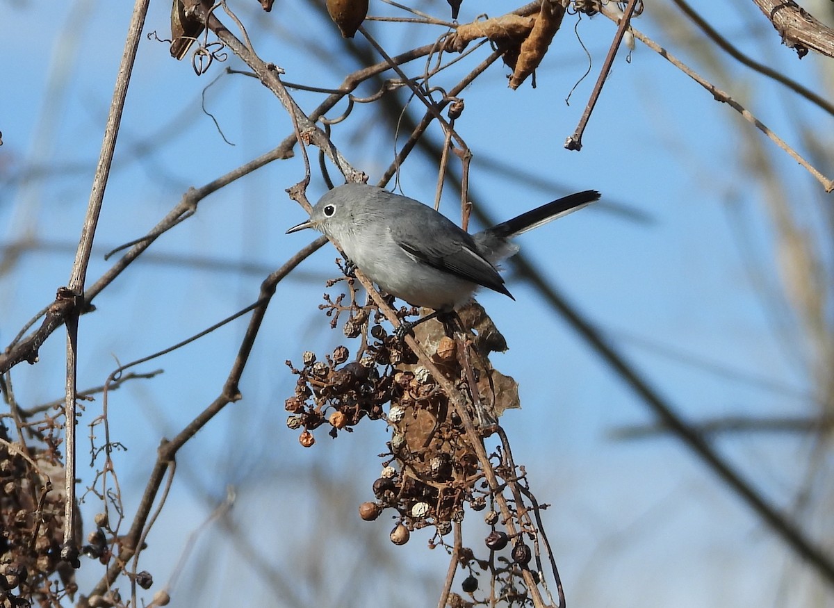 Blue-gray Gnatcatcher - ML647164590