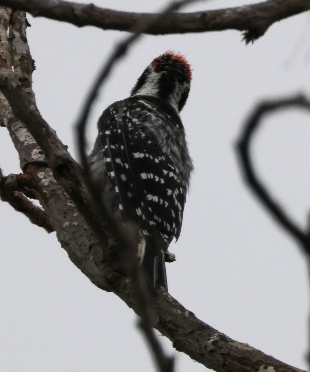 Pico de Nuttall - ML647164597