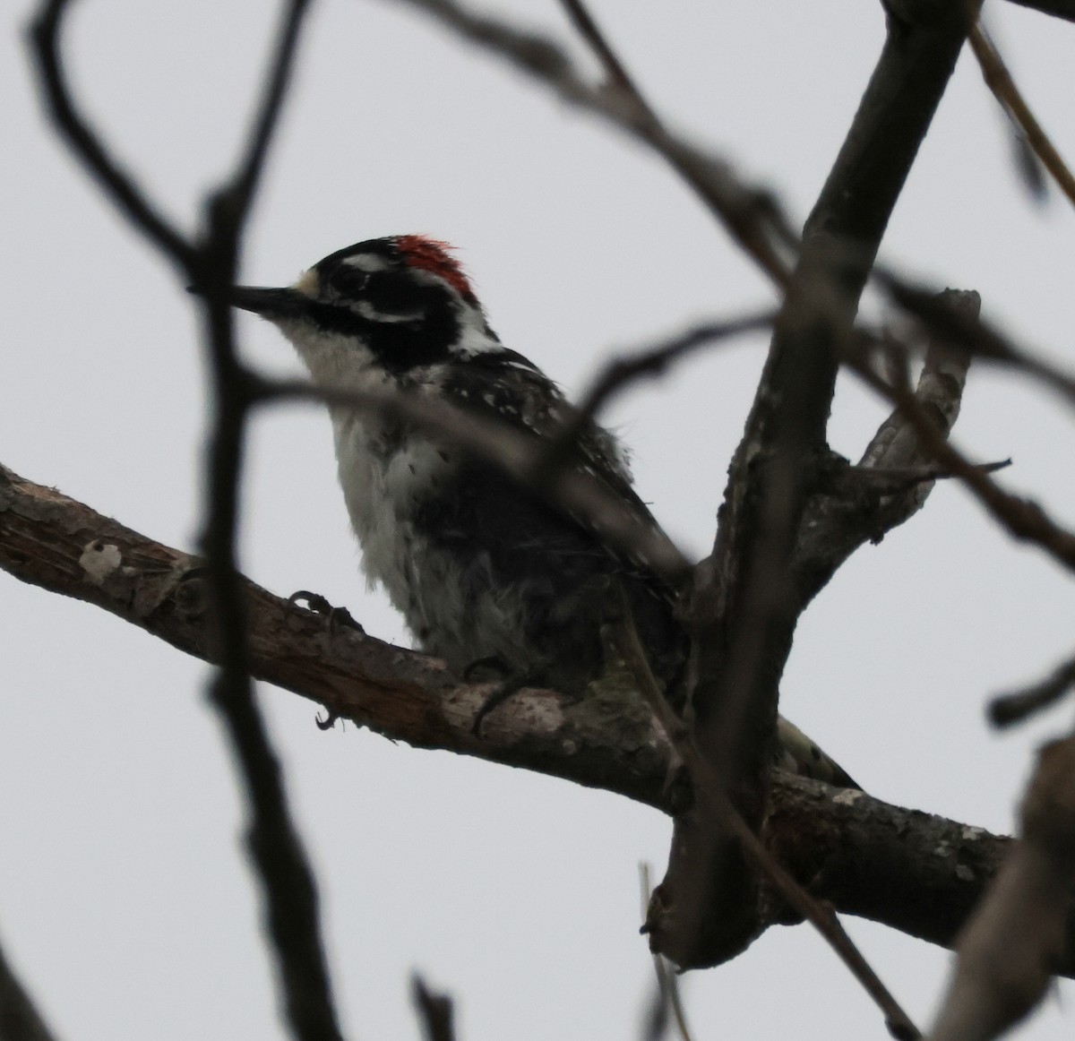 Pico de Nuttall - ML647164598