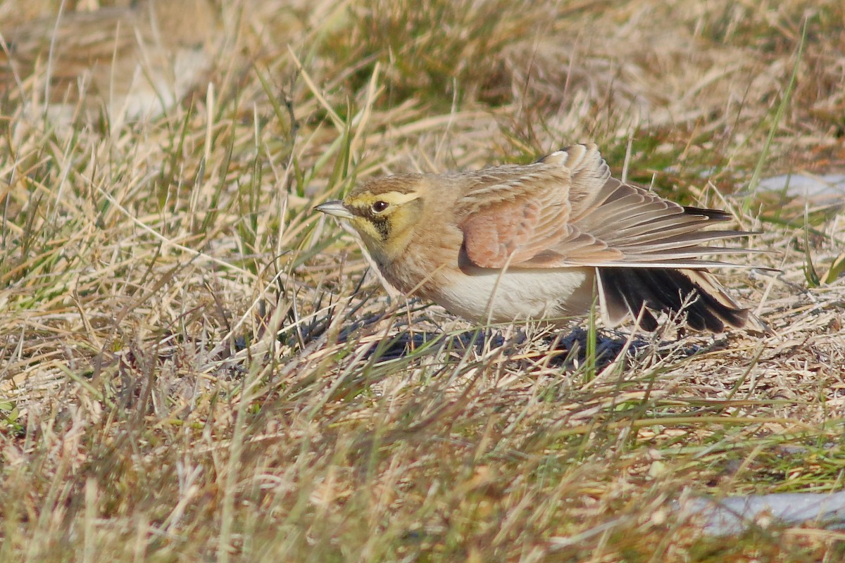 Horned Lark - ML647164599