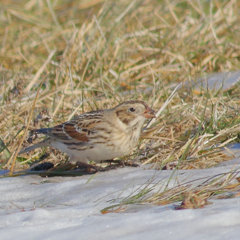 Lapland Longspur - ML647164604