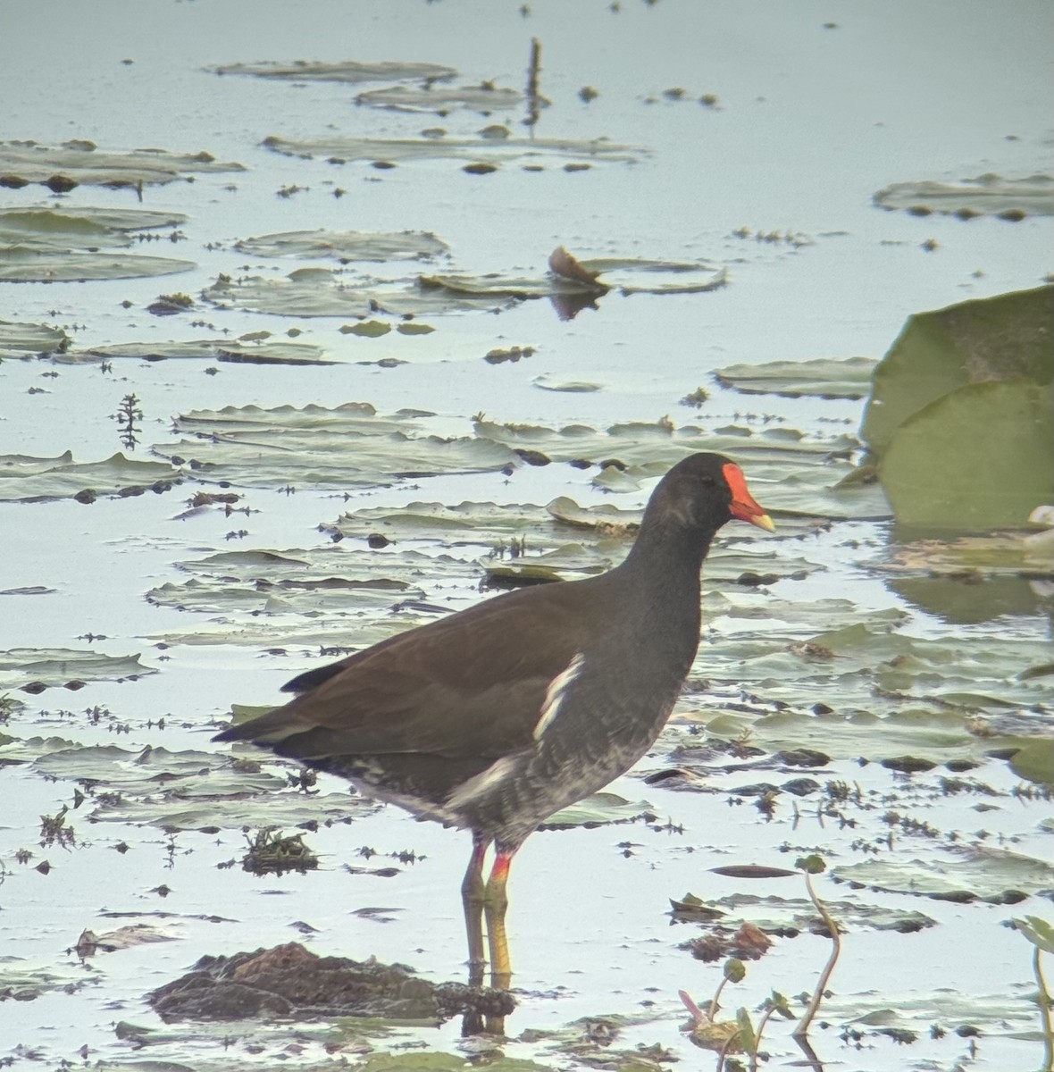 Курочка латиноамериканська - ML647164606