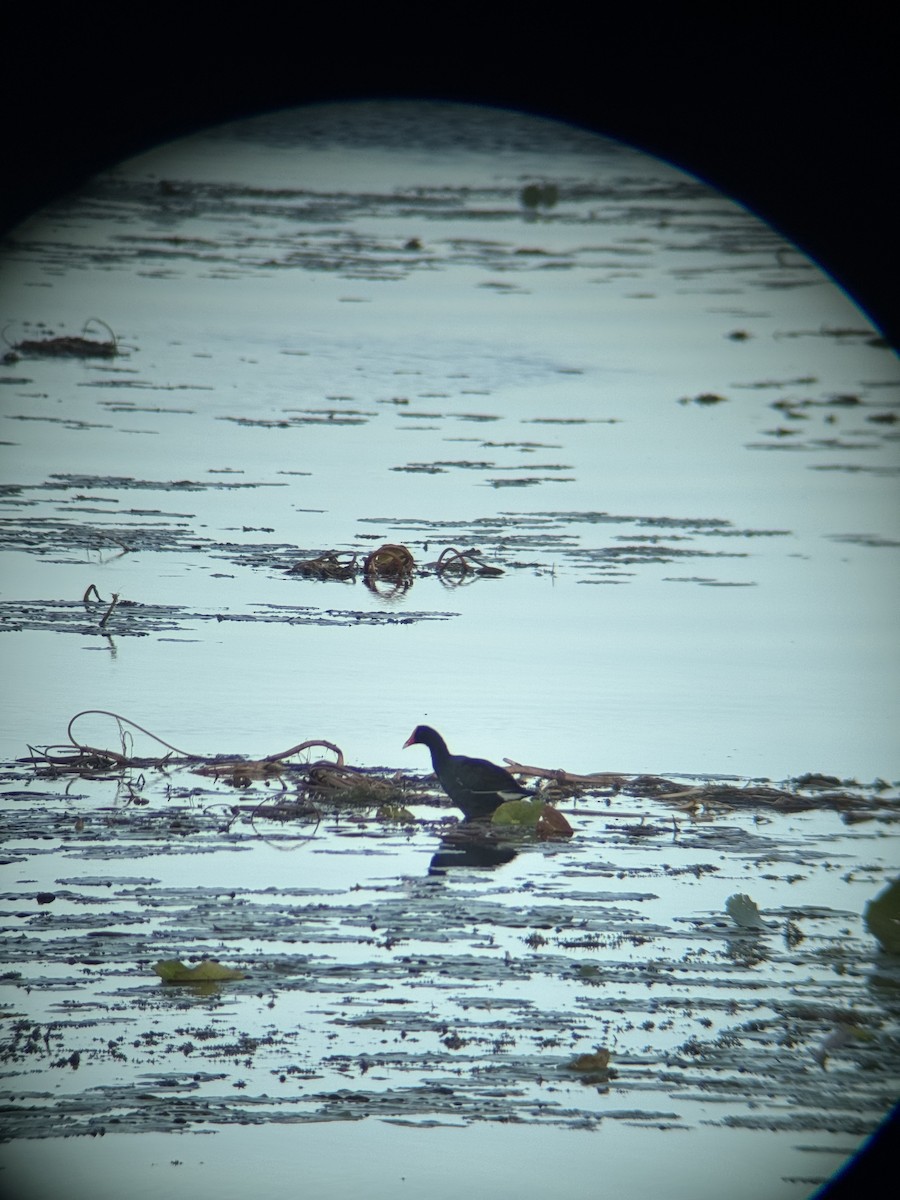 Курочка латиноамериканська - ML647164607