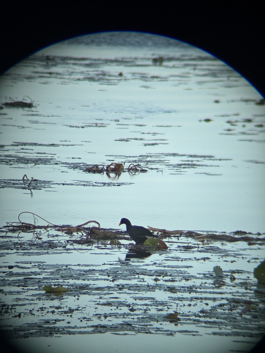 Курочка латиноамериканська - ML647164608