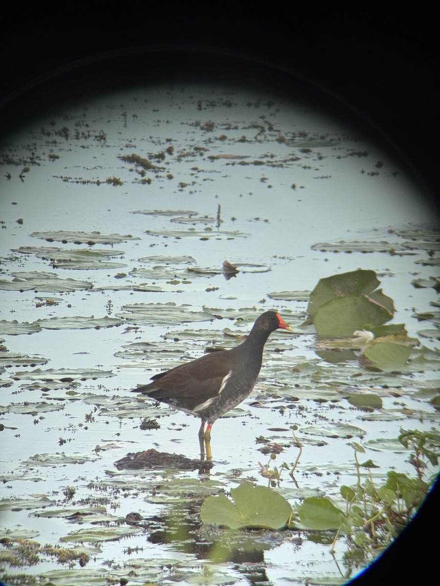 Курочка латиноамериканська - ML647164609