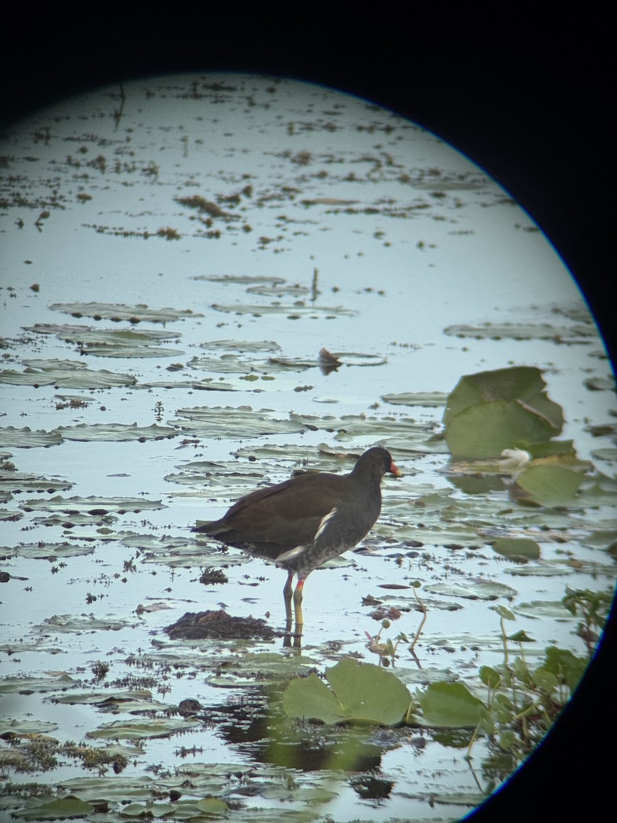 Курочка латиноамериканська - ML647164611