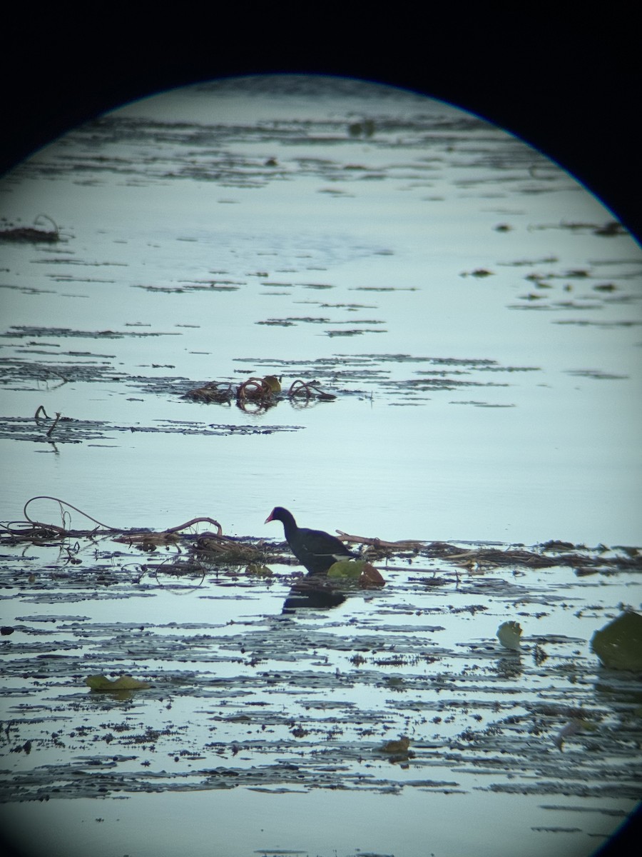 Курочка латиноамериканська - ML647164613