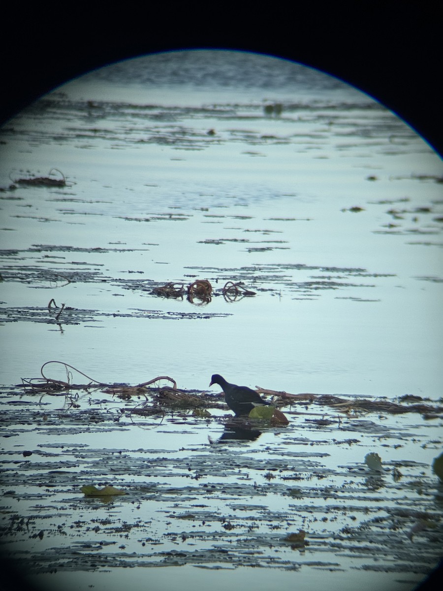 Курочка латиноамериканська - ML647164614