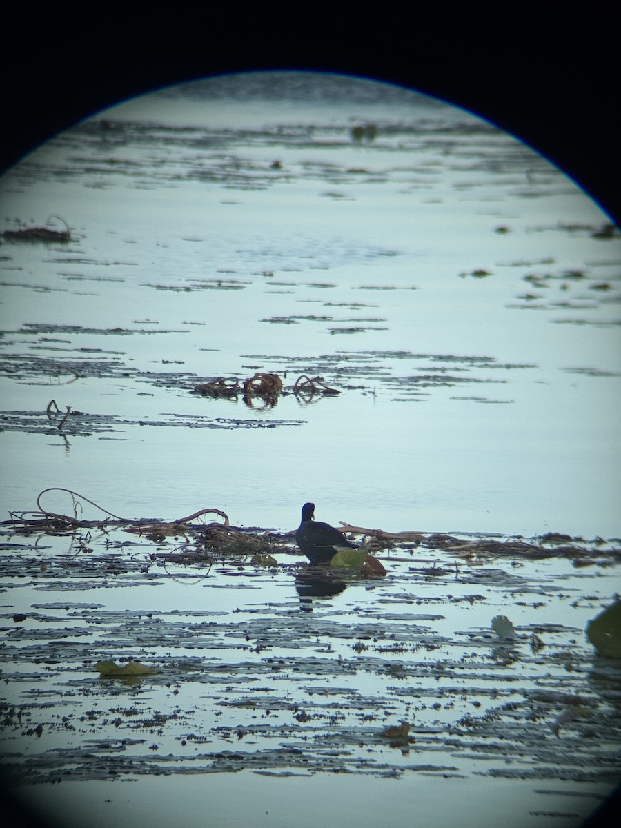 Курочка латиноамериканська - ML647164615