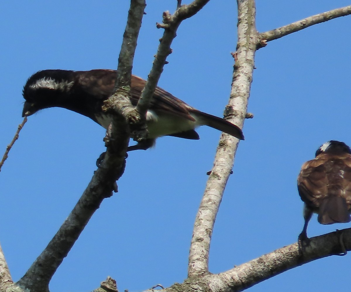 White-eared Barbet - ML647164623