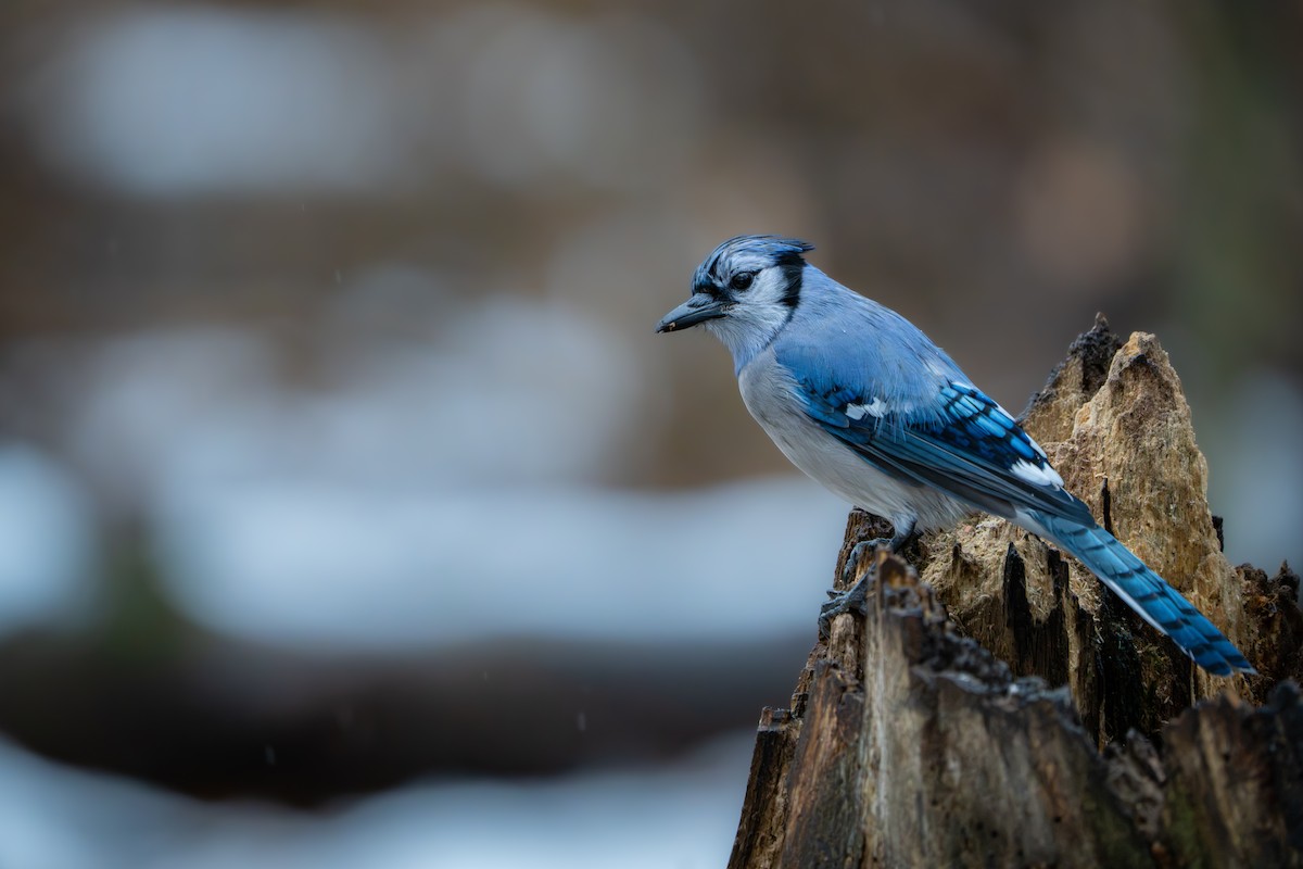 Сизойка блакитна - ML647164624