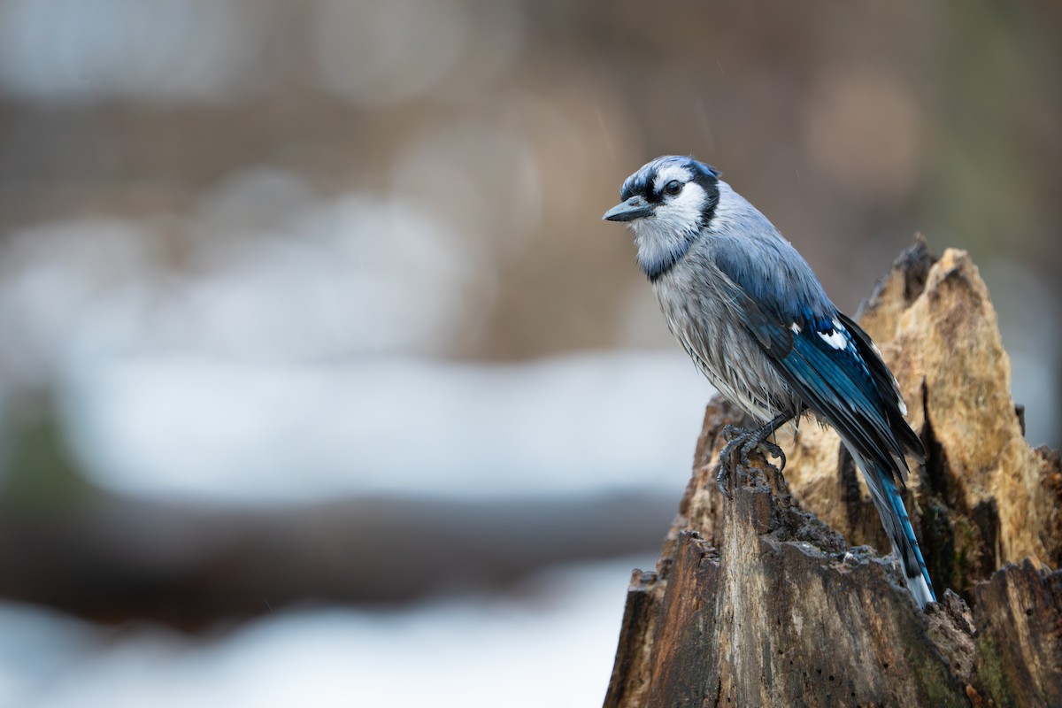 Сизойка блакитна - ML647164625