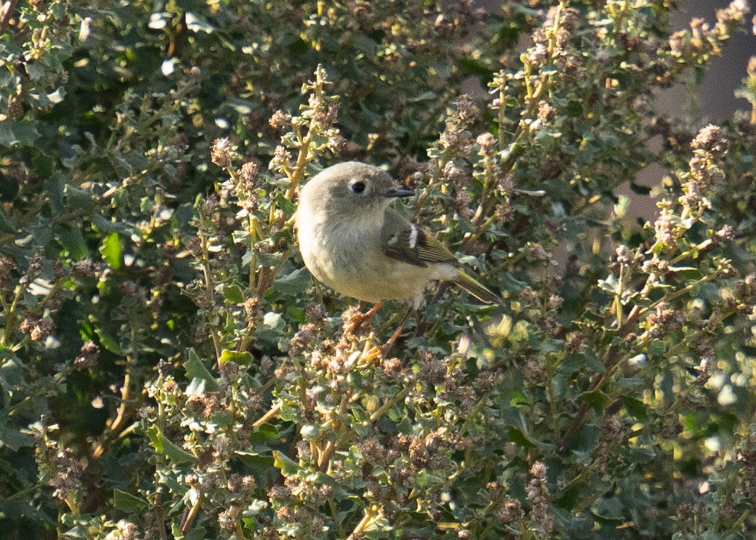 Ruby-crowned Kinglet - ML647164626