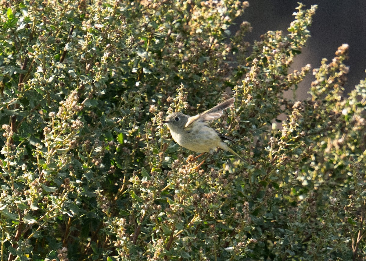 Ruby-crowned Kinglet - ML647164627