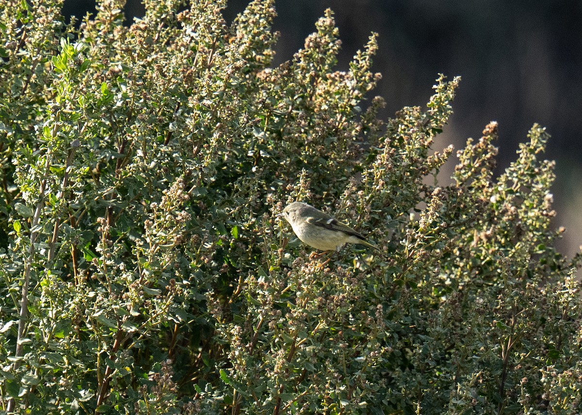 Ruby-crowned Kinglet - ML647164628