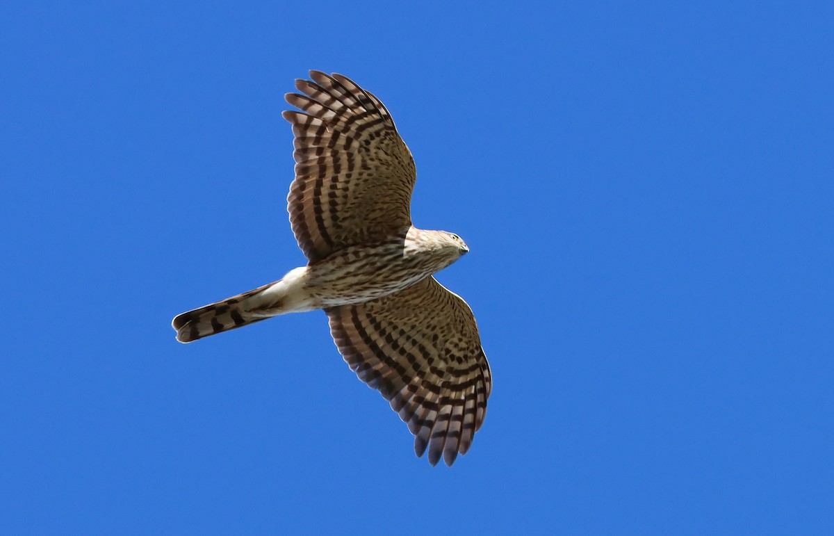 parulahauk - ML647164632