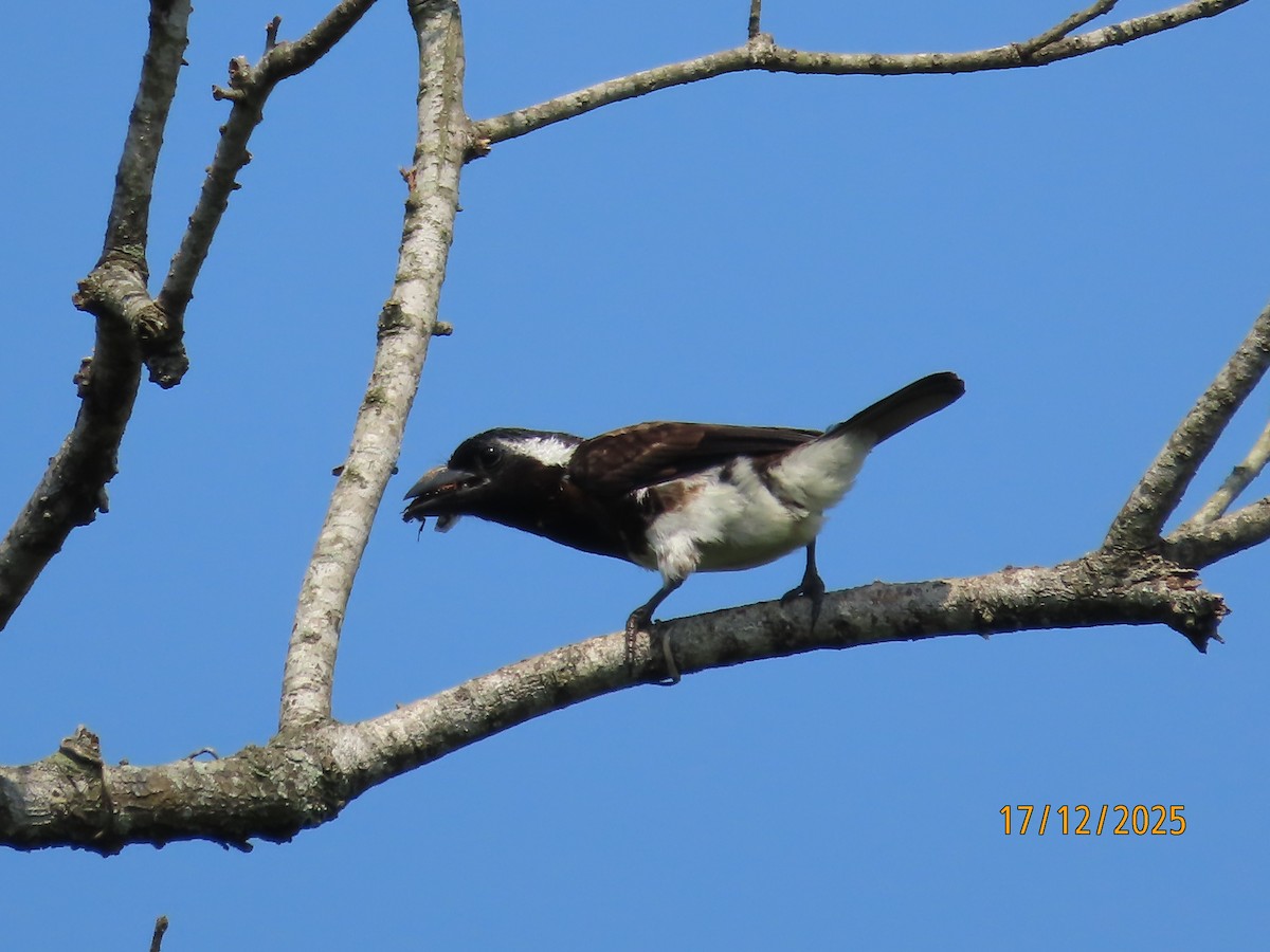 White-eared Barbet - ML647164633