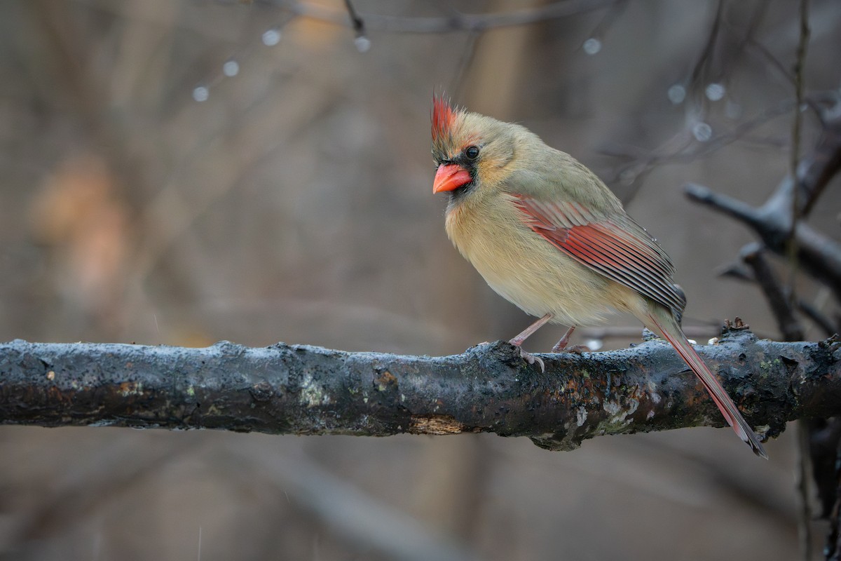 Northern Cardinal - ML647164636