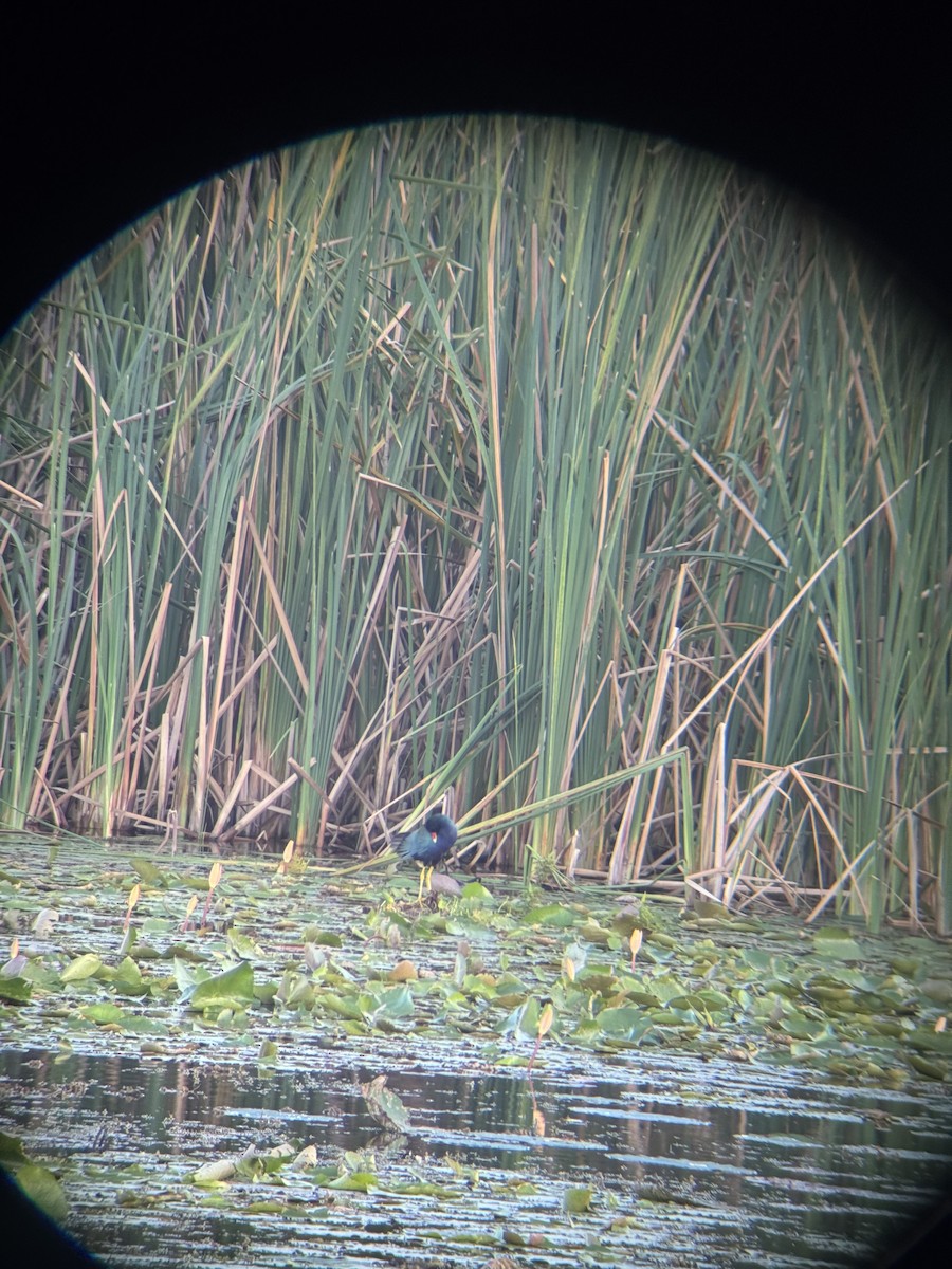 Talève violacée - ML647164640