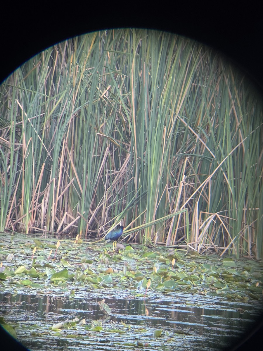 Talève violacée - ML647164641