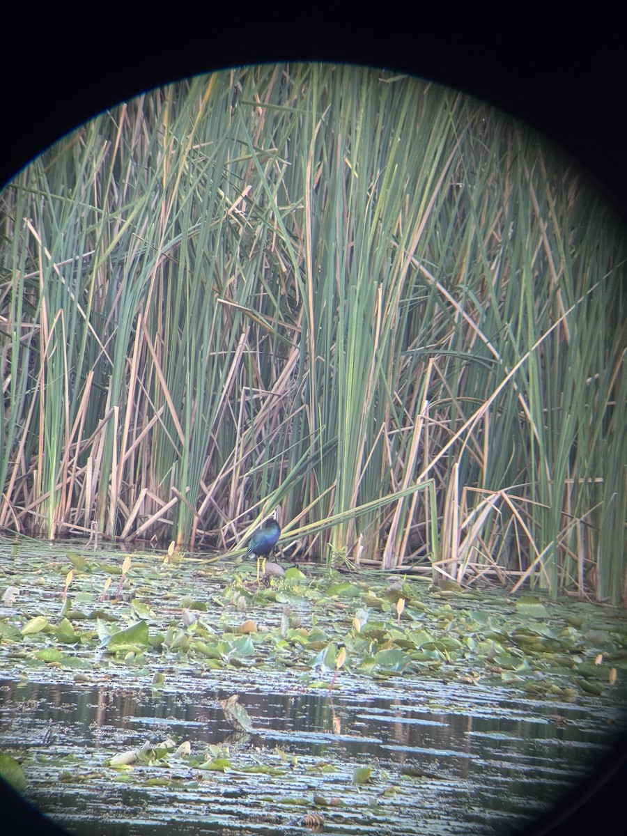 Talève violacée - ML647164642