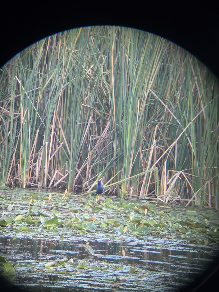 Talève violacée - ML647164643