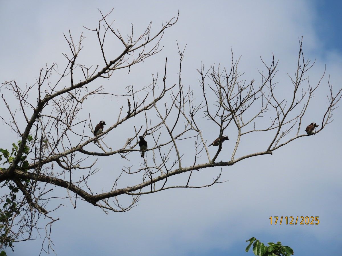 White-eared Barbet - ML647164644