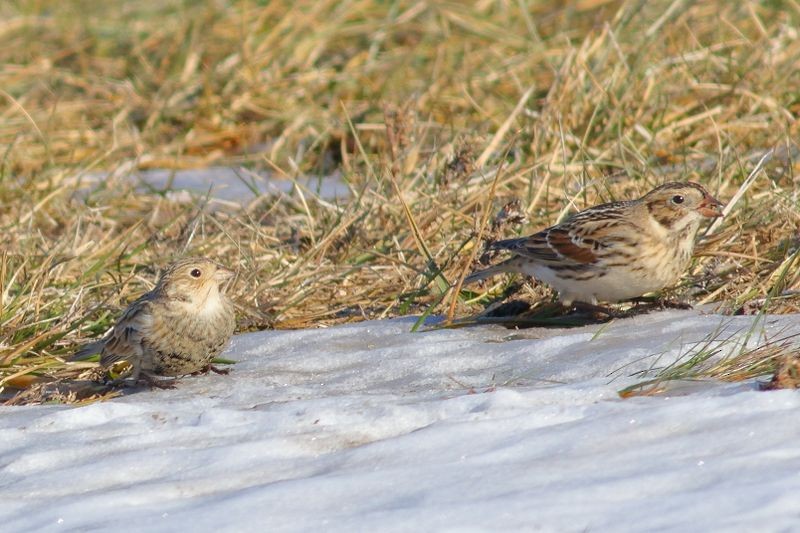 Chestnut-collared Longspur - ML647164654