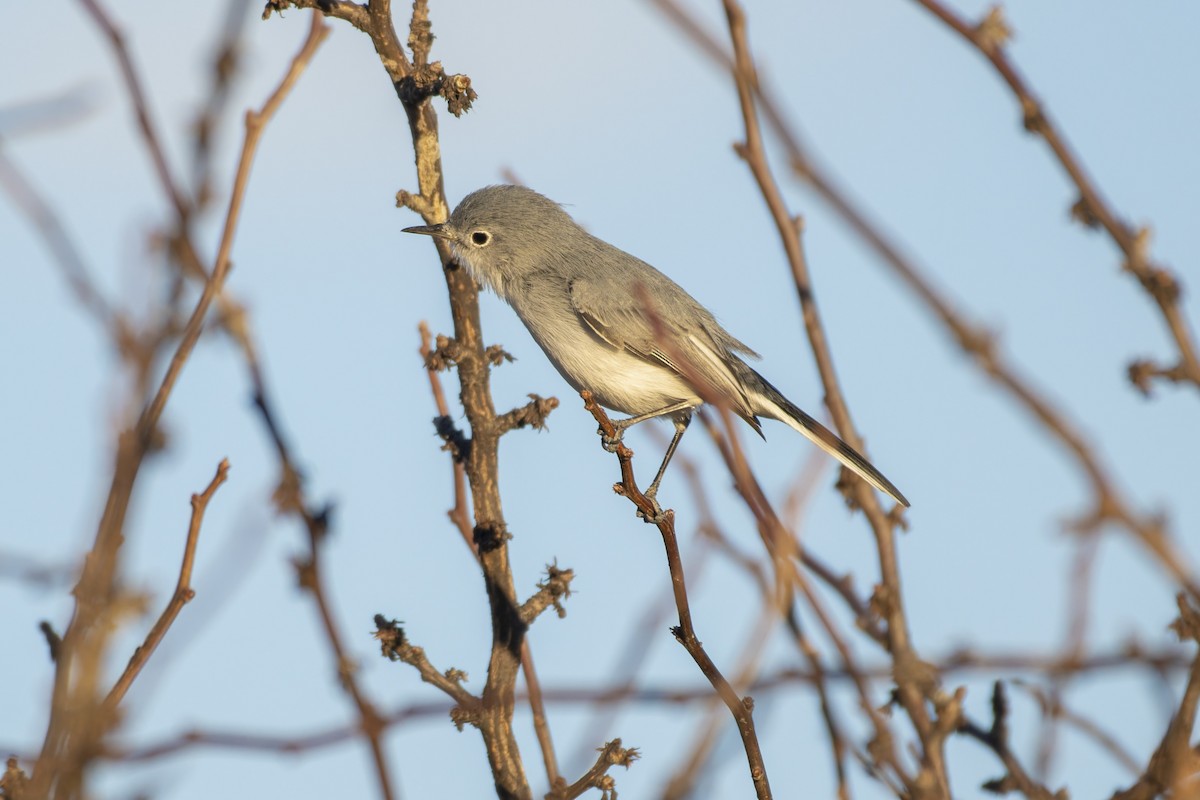 Blue-gray Gnatcatcher - ML647164658