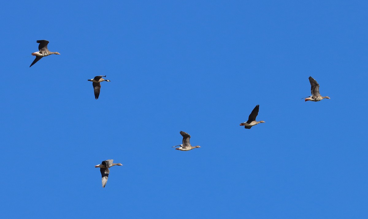 tundragås - ML647164659