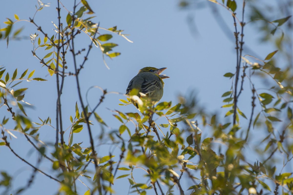 Hepatic Tanager - ML647164660