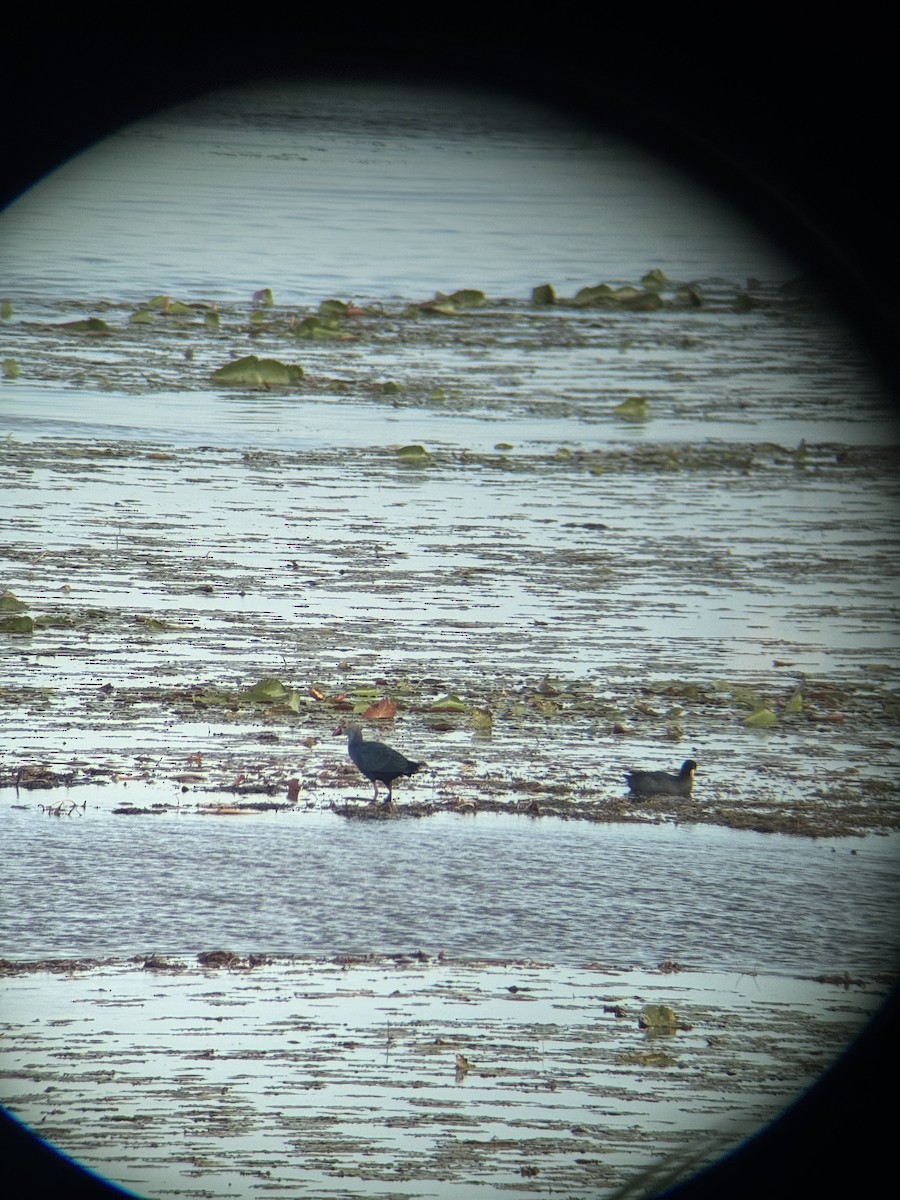 Talève à tête grise - ML647164663