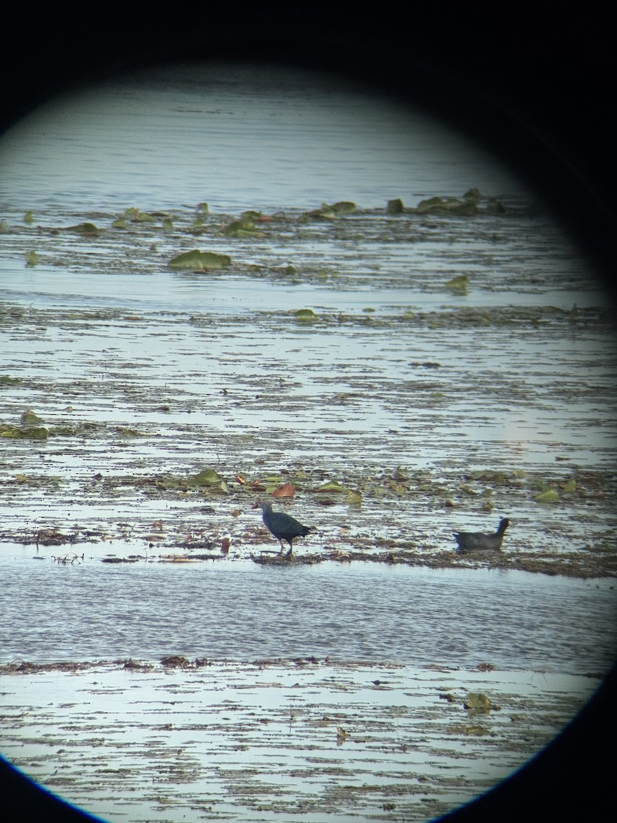 Talève à tête grise - ML647164664