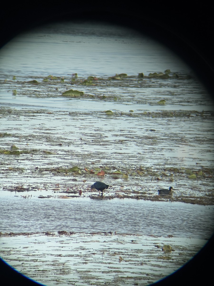 Talève à tête grise - ML647164666