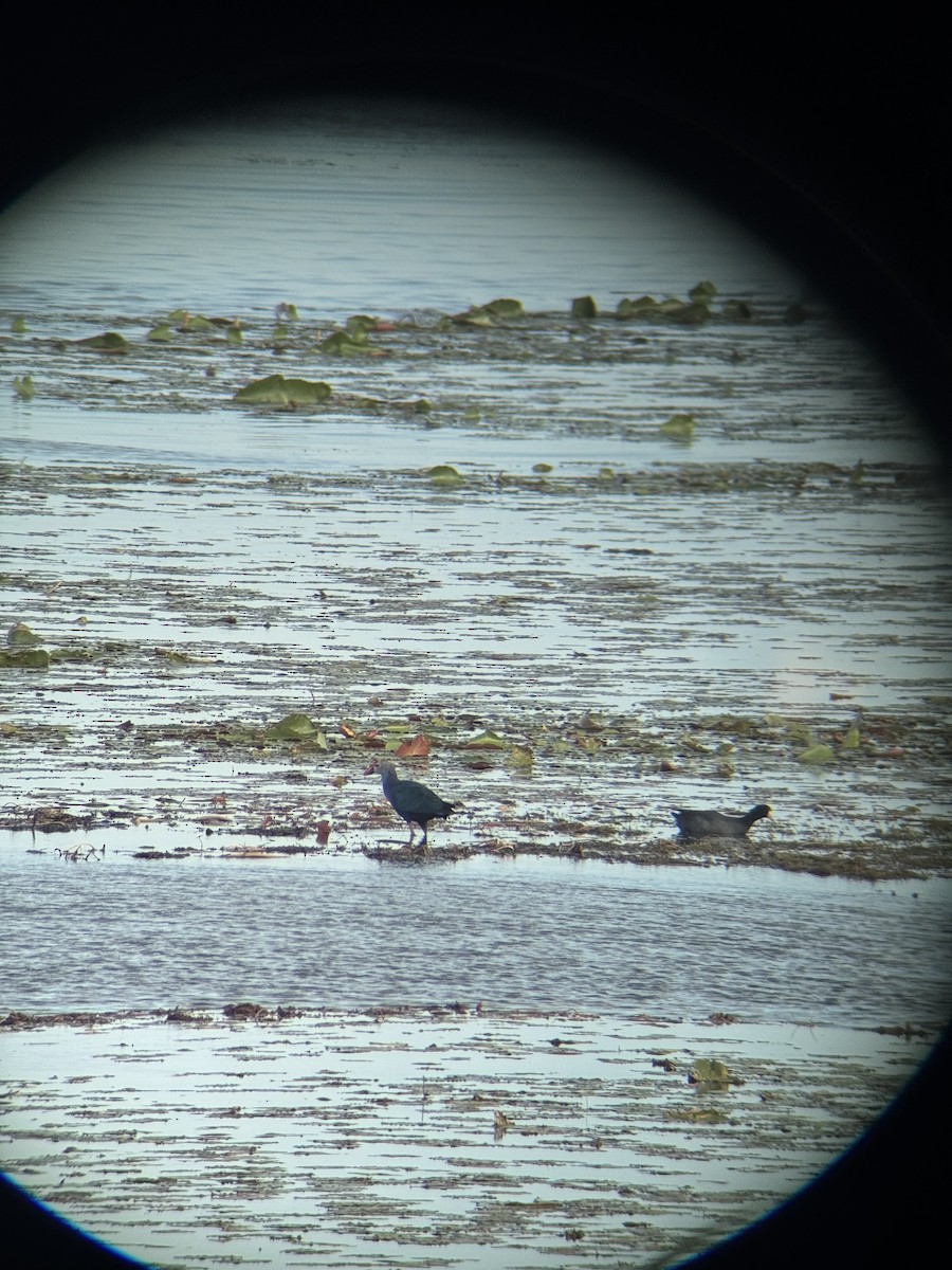 Talève à tête grise - ML647164667