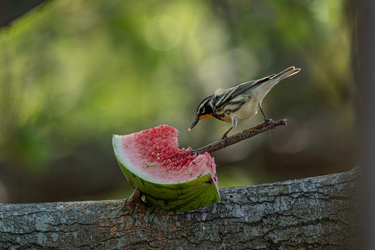 Yellow-throated Warbler - ML647164675