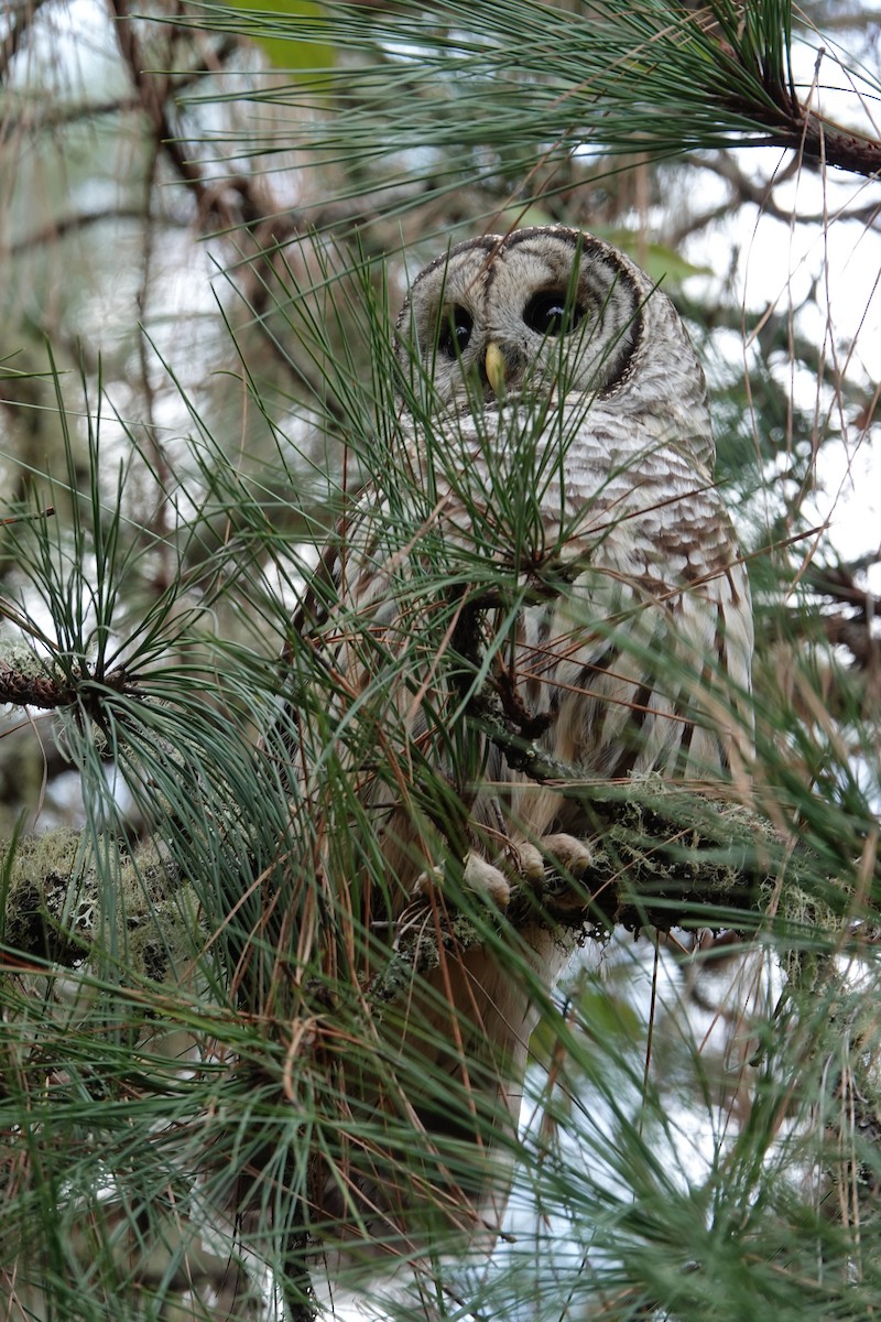 puštík proužkovaný - ML647164680