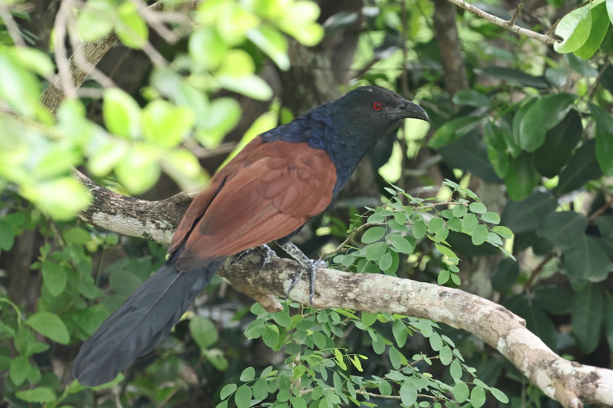 褐翅鴉鵑 - ML647164685