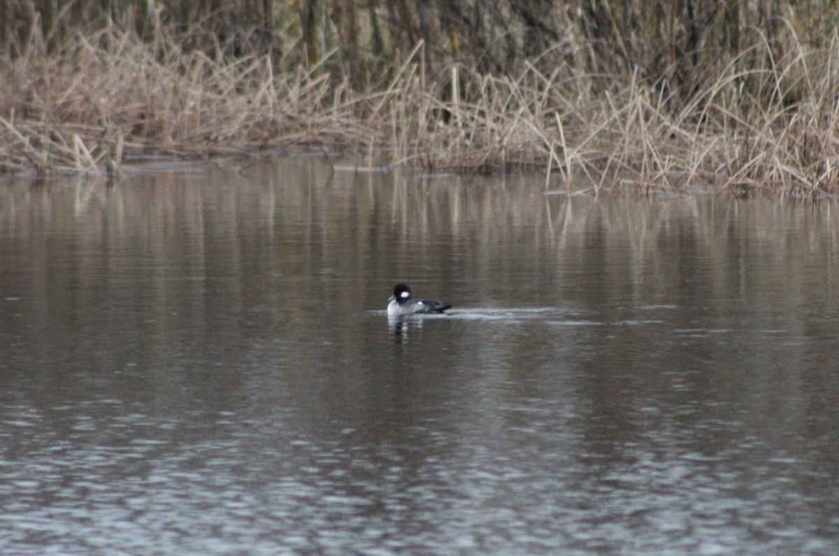 Гоголь малий - ML647164686