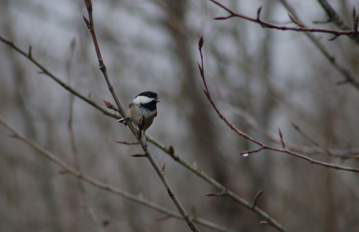 Гаїчка світлокрила - ML647164689