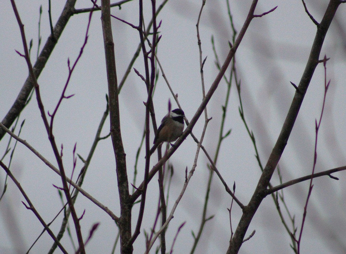 Гаїчка світлокрила - ML647164690