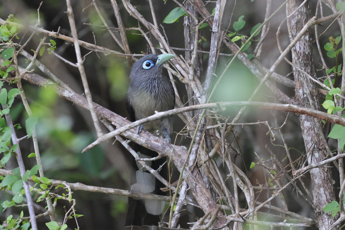 Blue-faced Malkoha - ML647164692