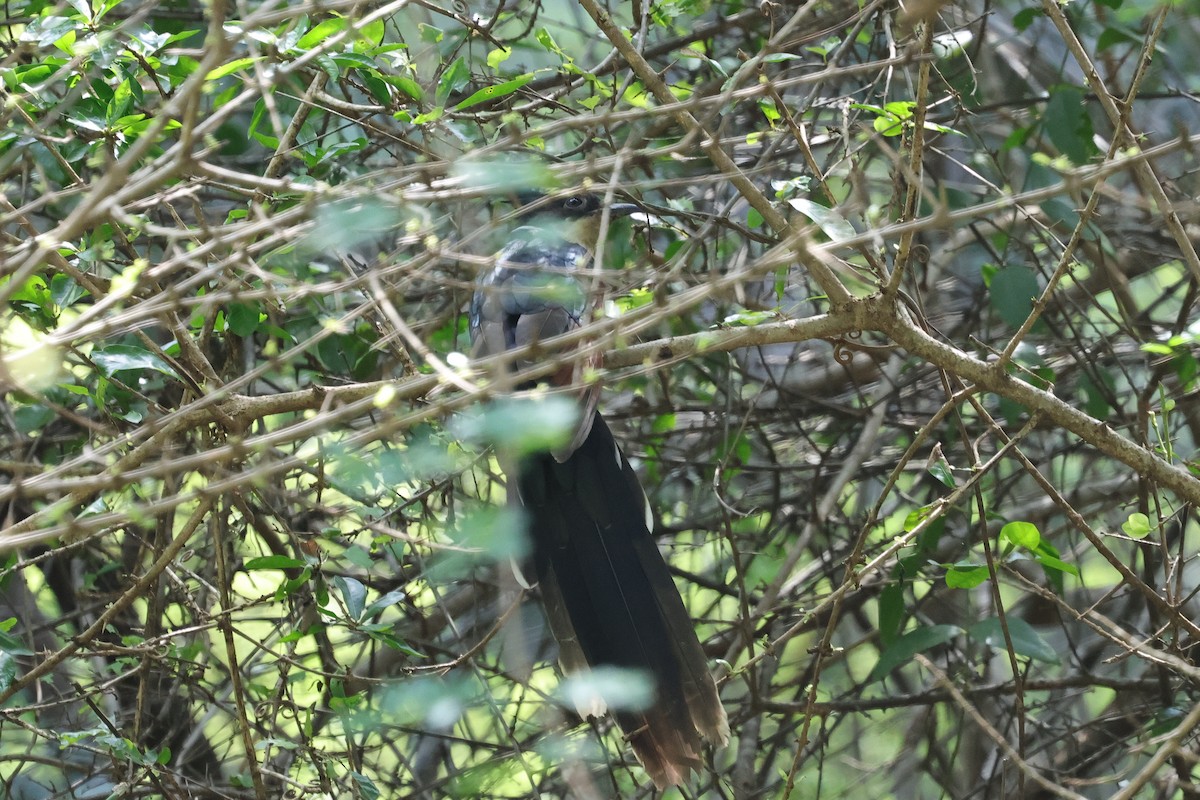 冠郭公 - ML647164693