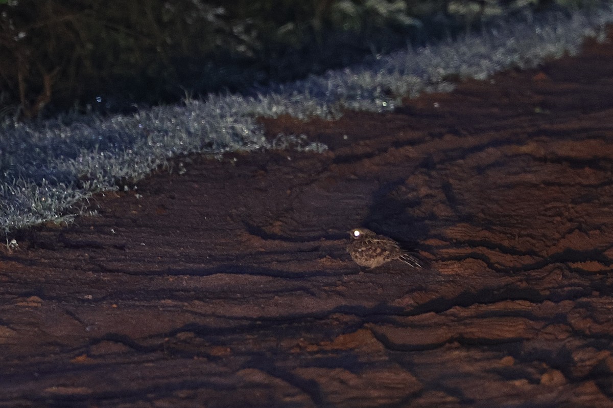 Indian Nightjar - ML647164694