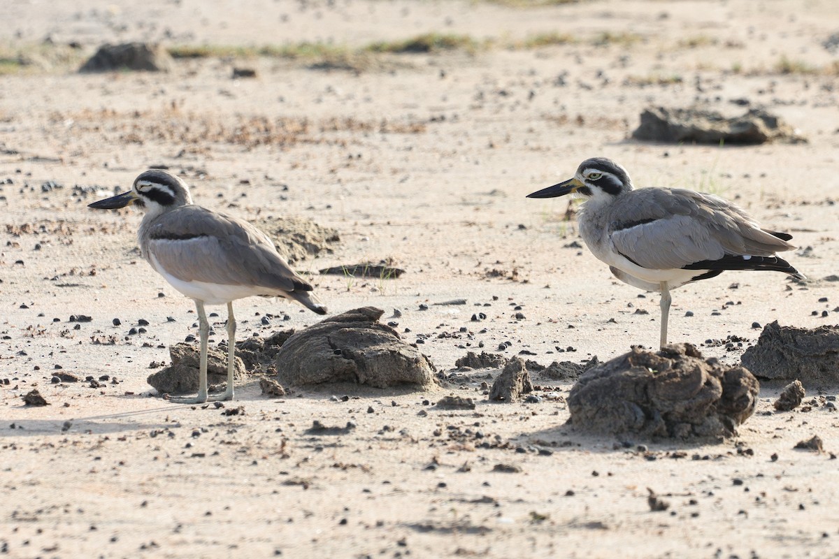 Great Thick-knee - ML647164696