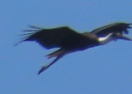 African Woolly-necked Stork - ML647164699