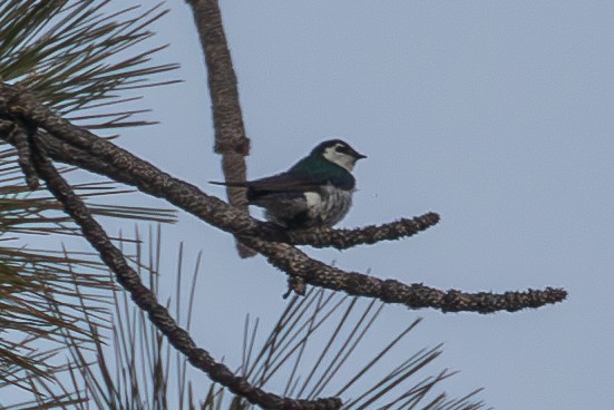 Violet-green Swallow - ML647164700